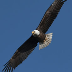 Your Website CAN Soar Like an Eagle!