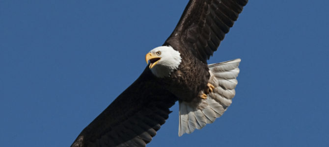 Your Website CAN Soar Like an Eagle!